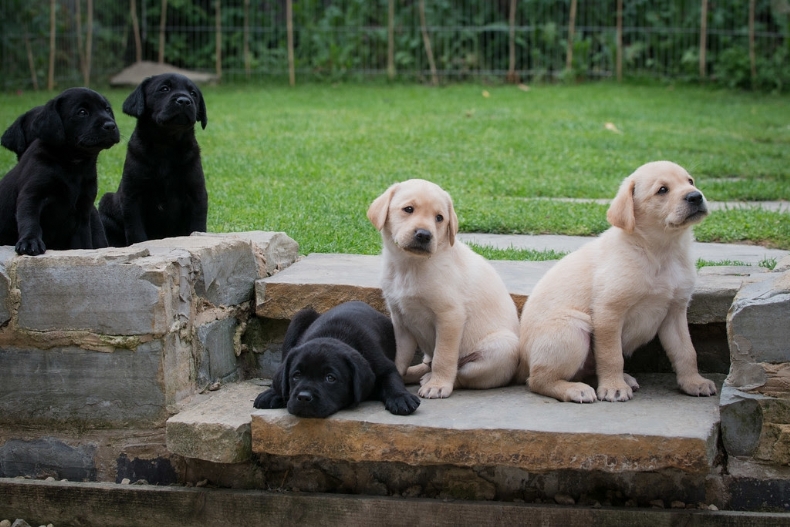 Helen Goodwin microchip implanter in Evesham, Worcestershire