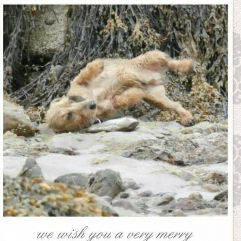 SHARRON SHONE microchip implanter in WISBECH, Cambridgeshire