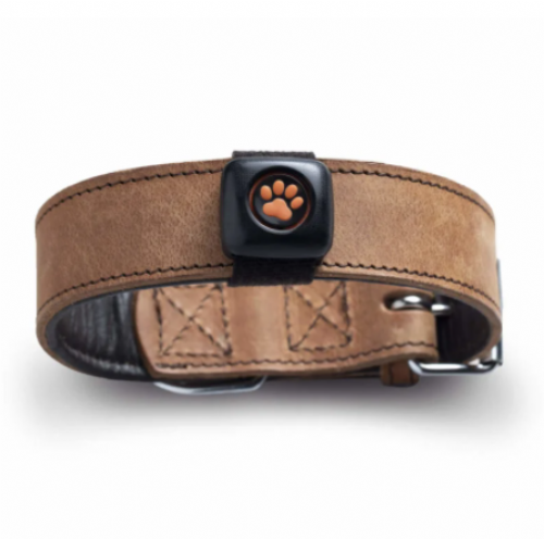 PitPat Dog Activity Monitor