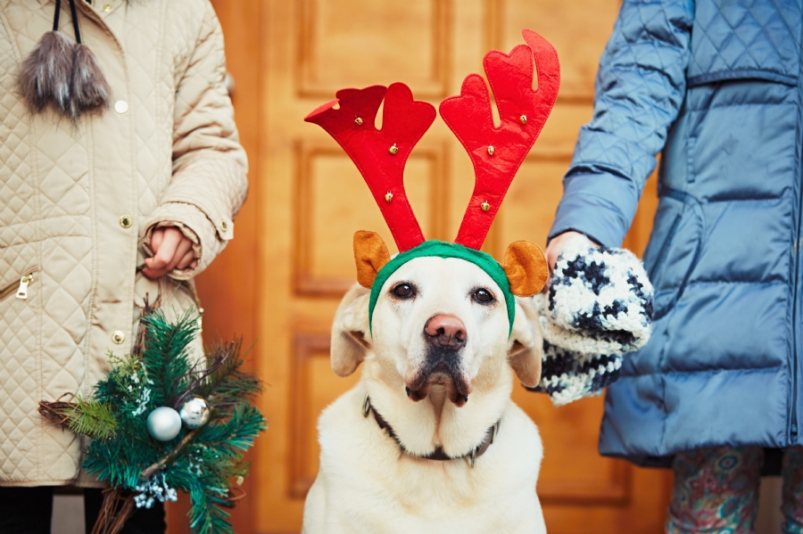 Keeping your pet safe this Christmas 