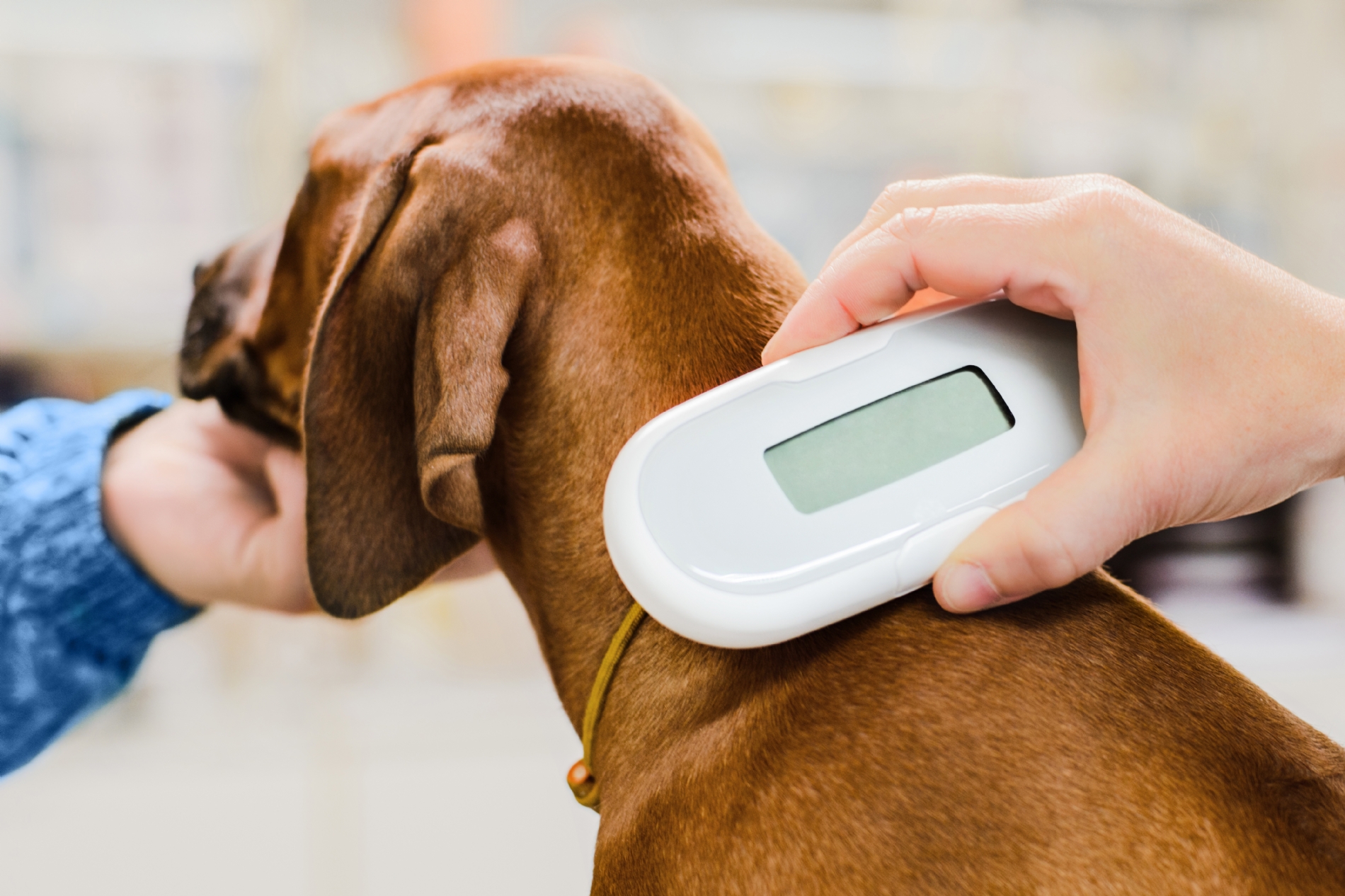 Why you should microchip your pet