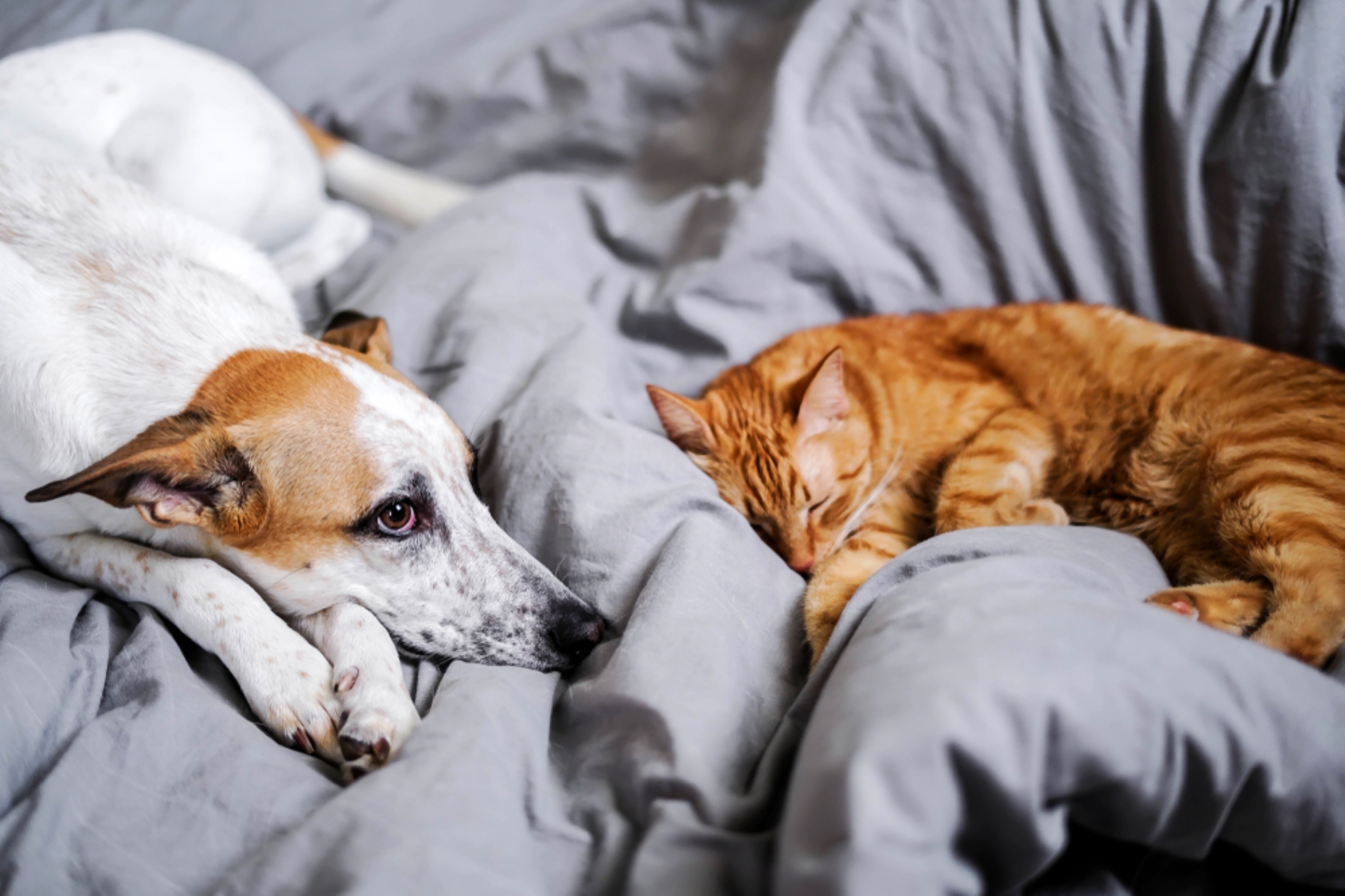 Keeping your pets calm during fireworks night
