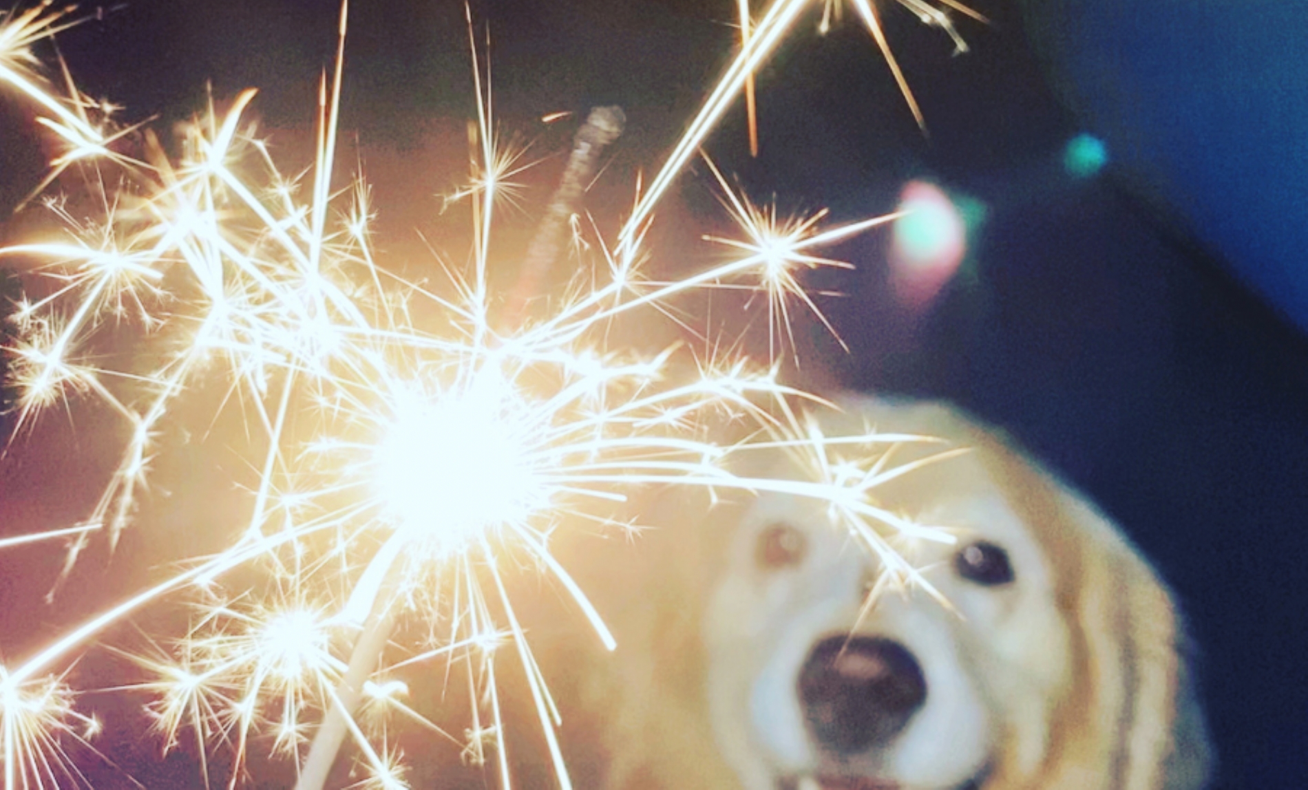 Firework Night Frights: How to Keep Your Pets Safe and Calm