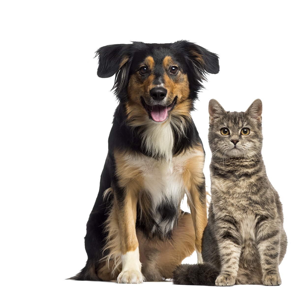 Microchip Implanter training