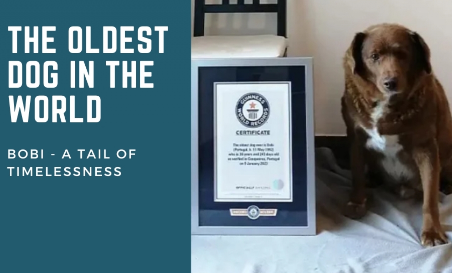 The oldest dog in the world