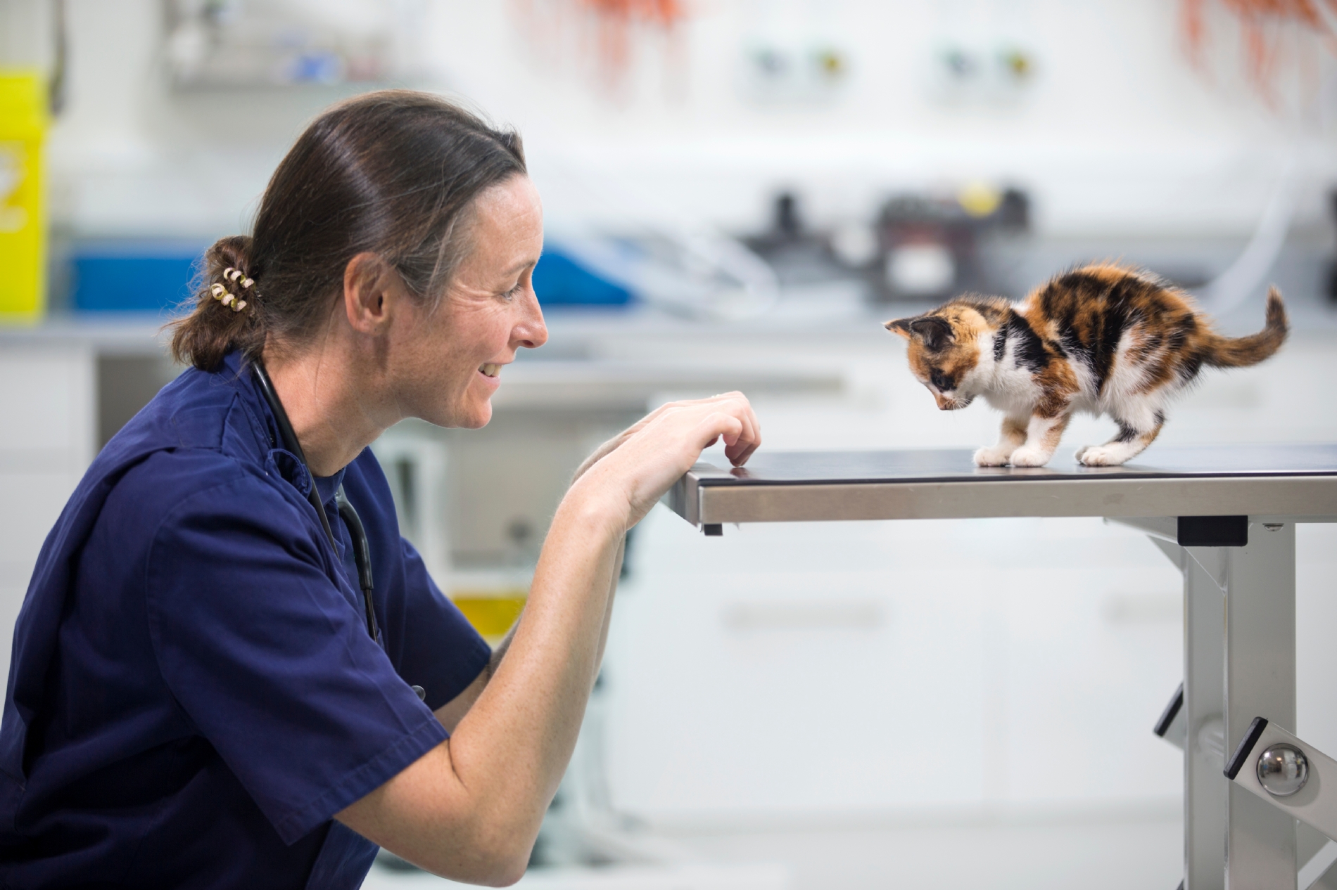 Compulsory Cat Microchipping in the UK