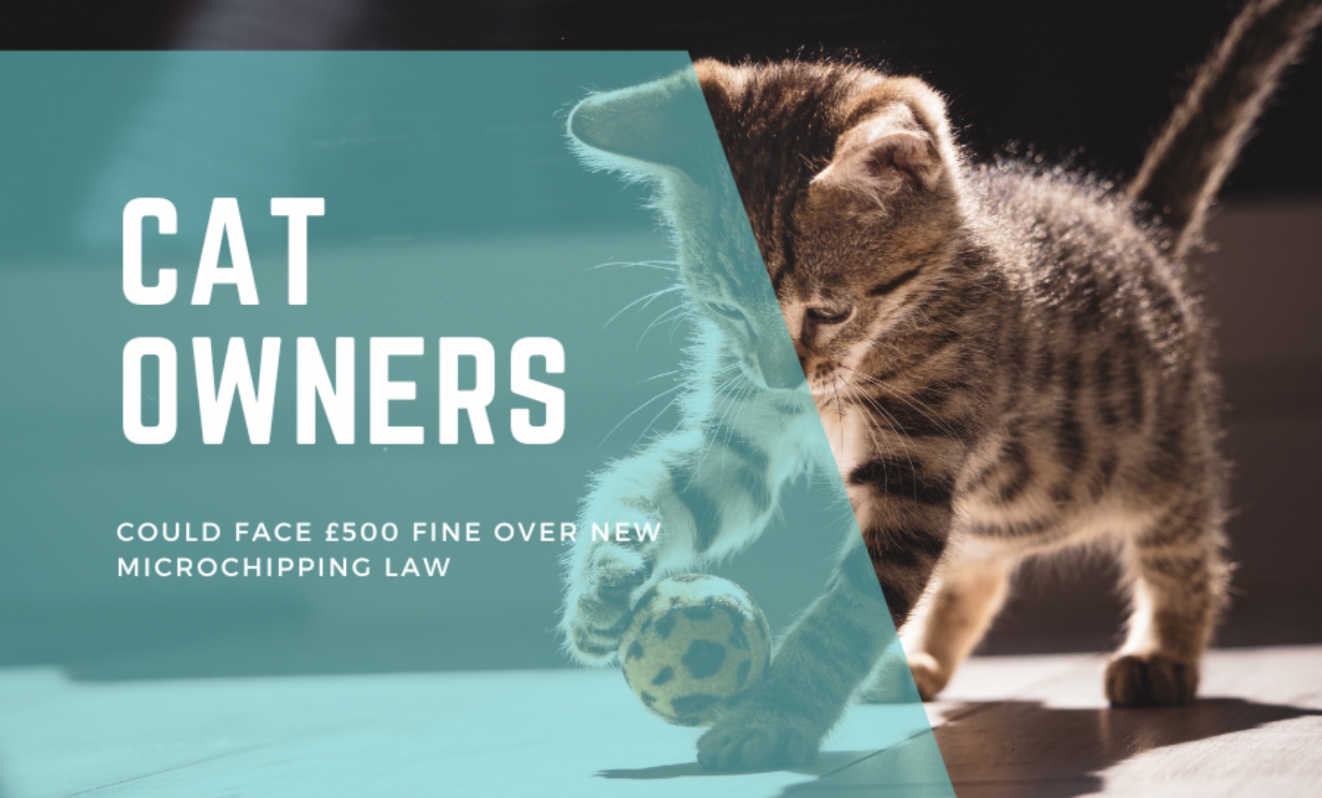 Cat owners could face £500  fine over new microchipping law.