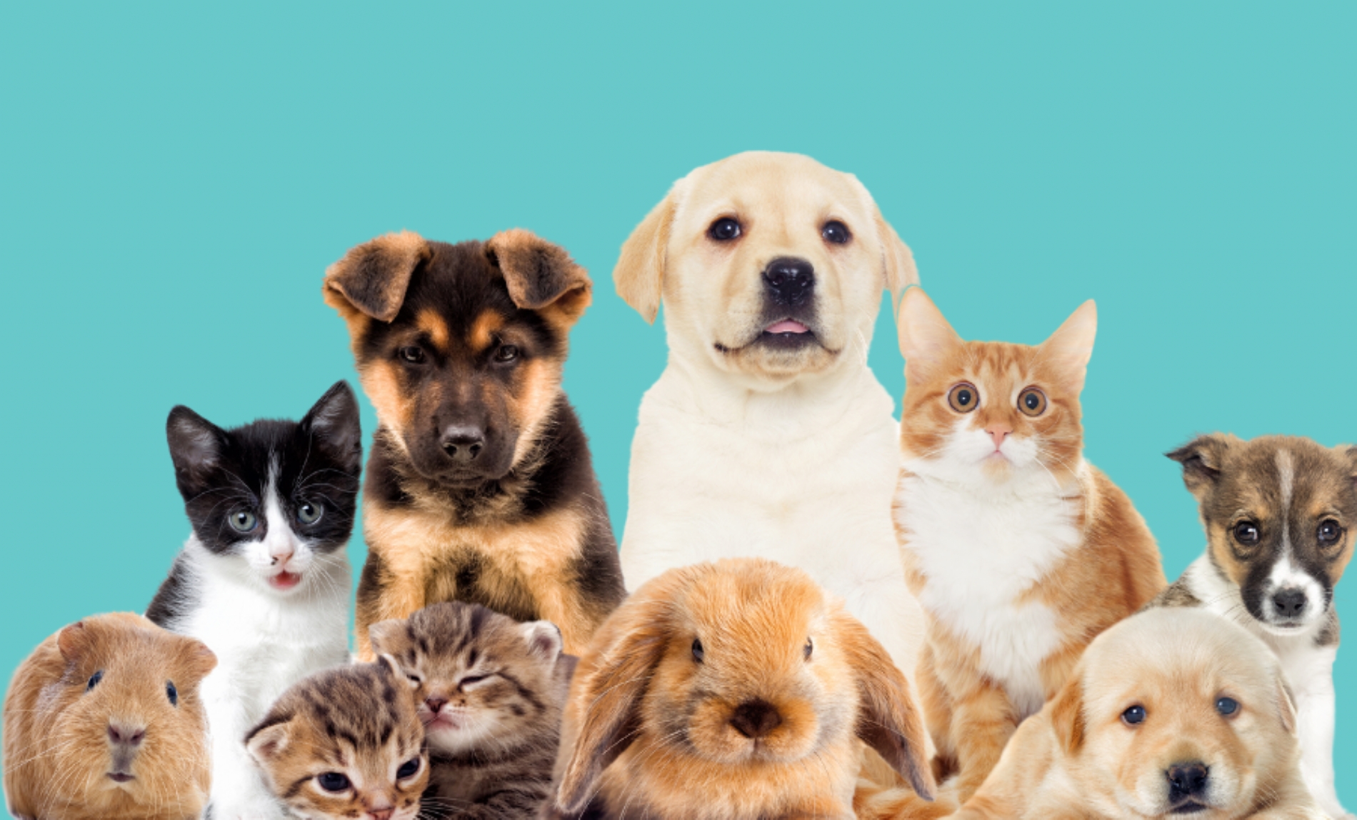 5 Reasons Why Every Pet Professional Should Offer Microchipping Services