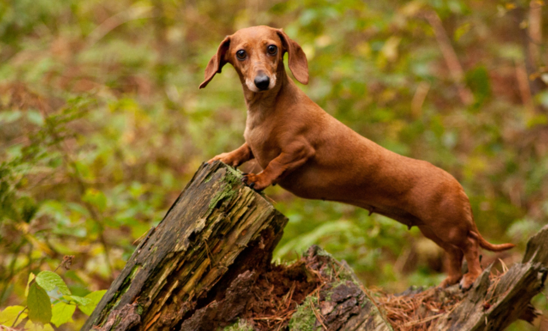 342 Dachshunds Make History